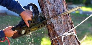 Best Tree Cabling and Bracing  in Pine Nyon, CA