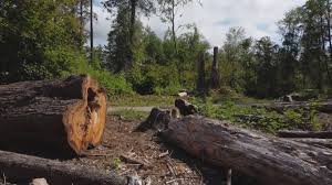 Best Weed Control  in Pine Nyon, CA