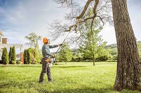 Best Organic Lawn Care Solutions  in Pine Nyon, CA