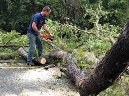 How Our Tree Care Process Works  in  Pine Canyon, CA