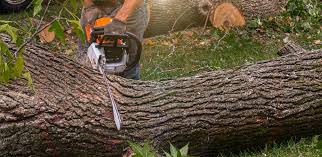 Best Tree and Shrub Care  in Pine Nyon, CA