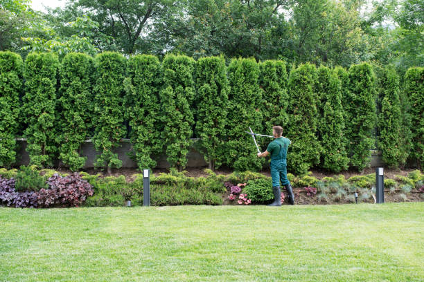 Best Root Management and Removal  in Pine Nyon, CA