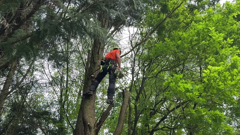 Best Storm Damage Tree Cleanup  in Pine Nyon, CA