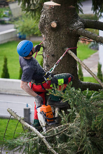 Best Tree Preservation Services  in Pine Nyon, CA