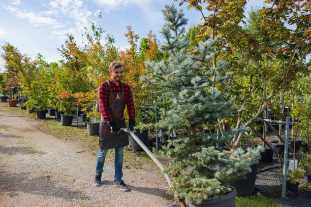 Best Tree Maintenance Programs  in Pine Nyon, CA